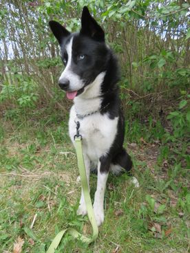 en svart och vit hund som sitter på en gräsmatta