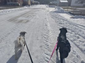 Två hundar på promenad i snön