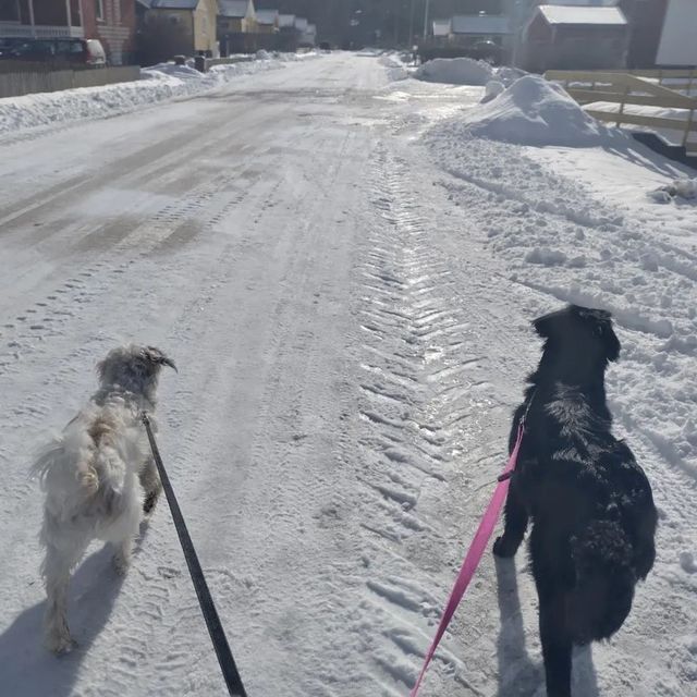 Två hundar på promenad i snön