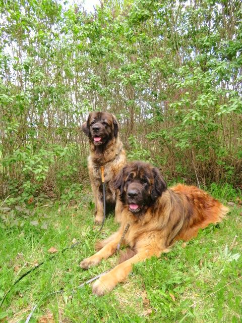 En sittande och en liggande hund på gräsmatta