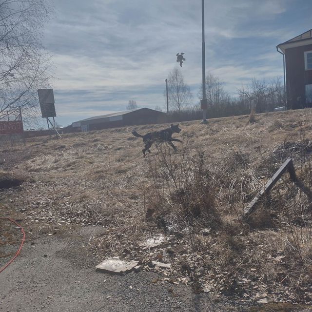 hund på promenad