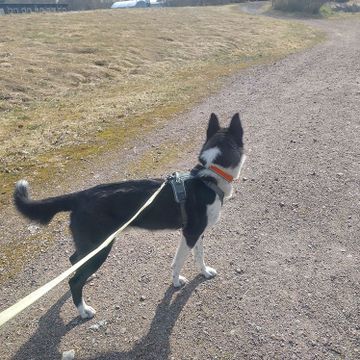 hund på promenad