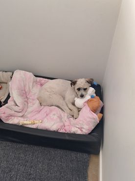 Vit hund som vilar i en hundbädd med rosa filt