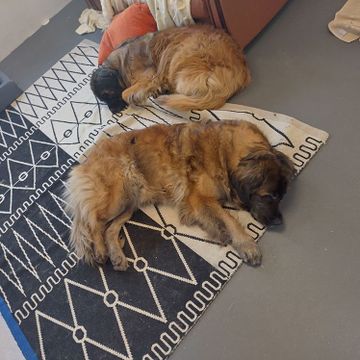 sovande hundar