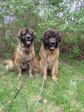 Två bruna hundar som sitter på en grön gräsmatta