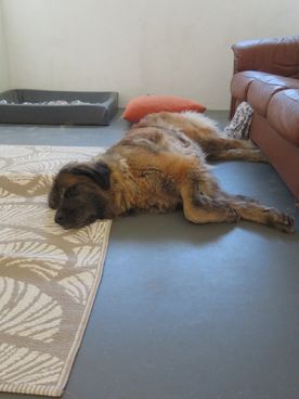 hund som vilar på ett grått golv