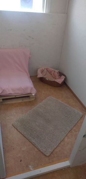 rum med mindre hundsäng i ett hörn, rosa filt, grå matta på golvet