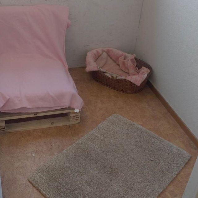 rum med mindre hundsäng i ett hörn, rosa filt, grå matta på golvet