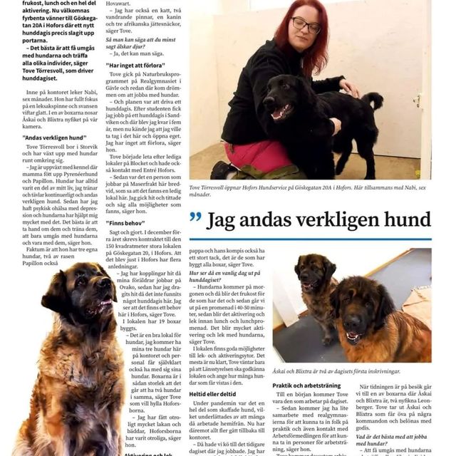 artikel om hunddagis i hofors