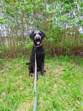 svart hund som sitter på en gräsmatta