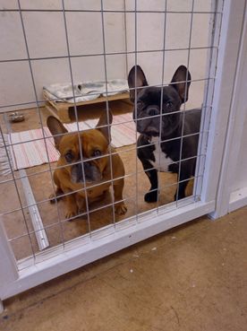 hundar i en bur