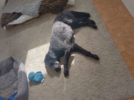 svartt hund som vilar på en vit mamma