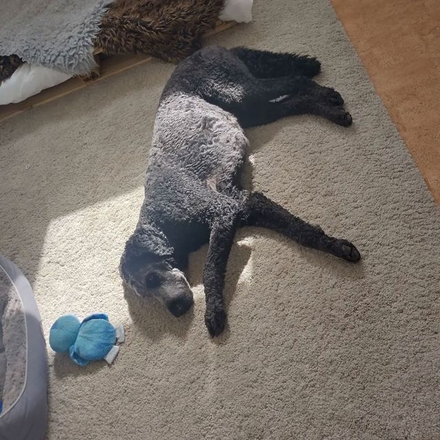 svartt hund som vilar på en vit mamma