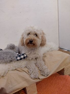 Vit hund som vilar på en bädd