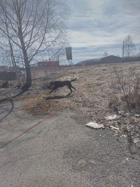 hund i koppel som springer