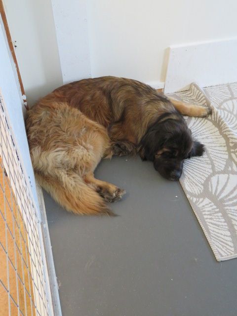 brun hund som vilar på ett grått golv
