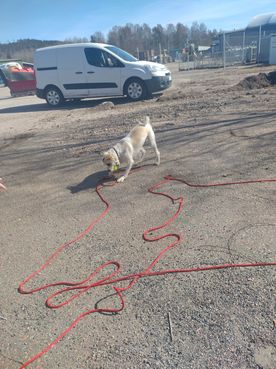 vit hund på asfalt med röd lina