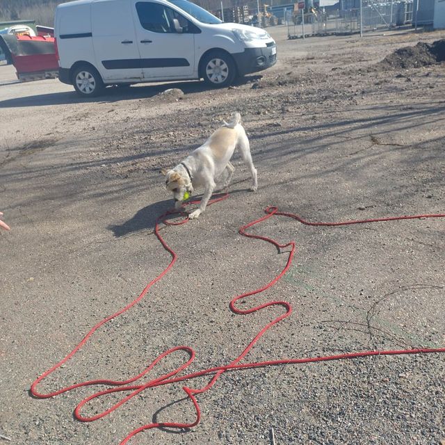 vit hund på asfalt med röd lina