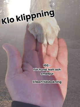 Hand som håller i en vit tass