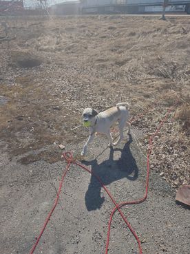 Vit hund på gräsmatta med röd lina