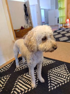 vit hund på en svart matta