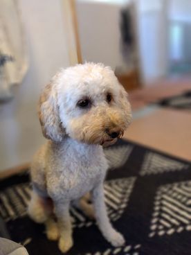 Vit hund